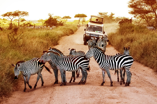 Safari vakantie